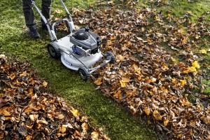 Photo PM 46 – Tonte sur feuilles 1